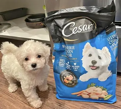 Cachorros Maltipoo machos y hembras para jugar