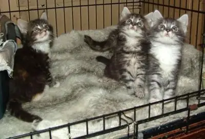 有美洲狮猫幼崽可供出售