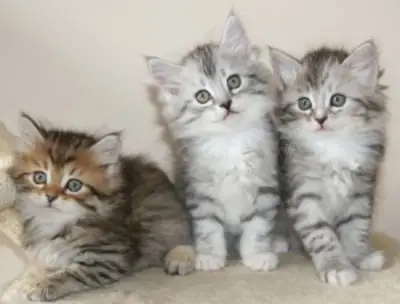 有西伯利亚小猫可供出售