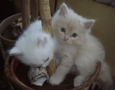 波斯猫