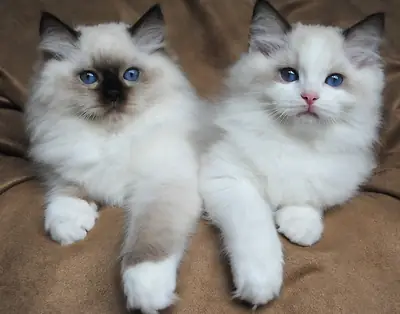 公母拉格多尔猫仔