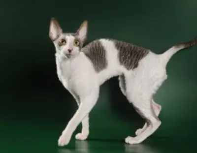 康沃尔雷克斯小猫