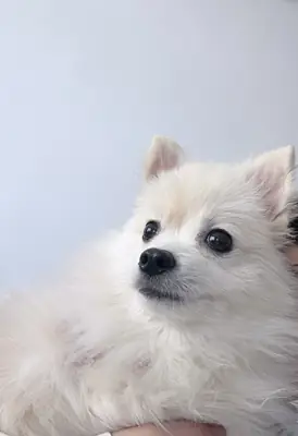 我们可爱的博美犬儿子