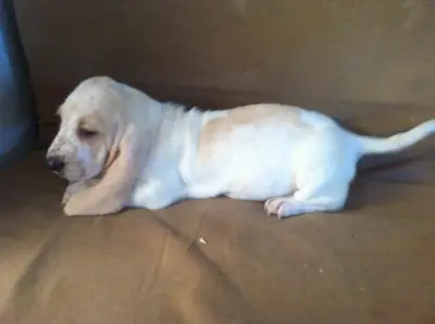 Cachorros Basset Hound (macho y hembra). ¡Contáctanos ahora!