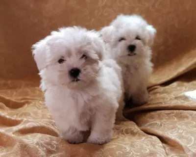 Chiots maltais blancs, mâles et femelles, propres et parfaits.