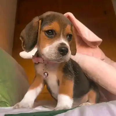 Mignon chiot Beagle à adopter