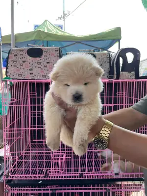 Щенок чау-чау для усыновления