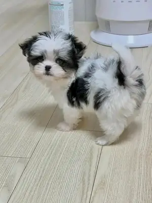 待领养的西施犬幼犬