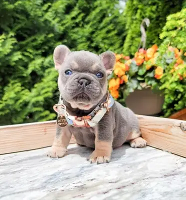 Chiot bulldog français prêt