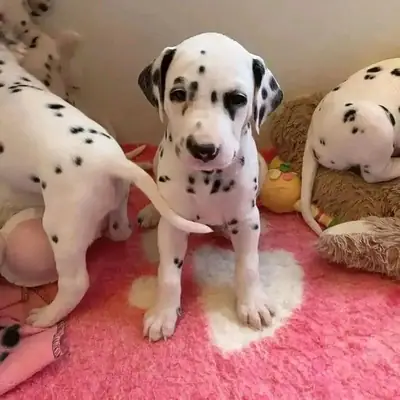 Dalmatian puppy ready for adoption