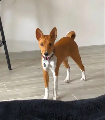 巴辛吉犬领养——一种安静优雅的犬种