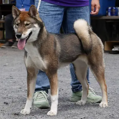 四国领养——一种稀有而忠诚的品种