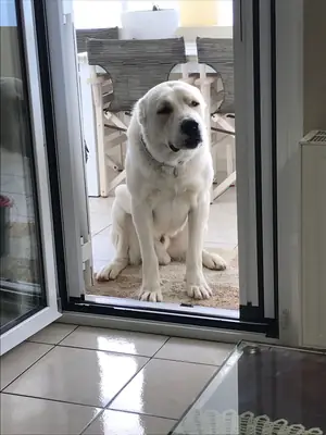 Akbash 采用情况——强劲且均衡