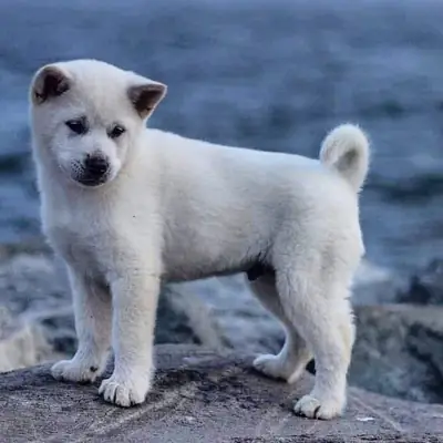 北海道犬出售｜强壮体型 忠诚护主