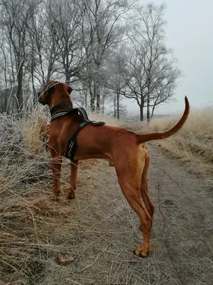 罗得西亚脊背犬出售｜大型犬 健康血统