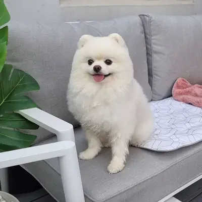 博美犬配种服务｜健康公犬