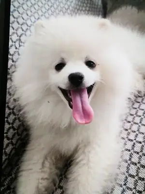 白色天使狮子座