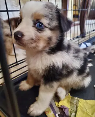 Incroyables chiots australiens dressés