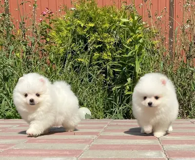 Cachorros Pomerania adorables en venta