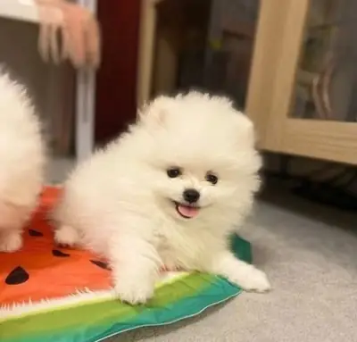 Dos preciosos cachorros Pomerania disponibles