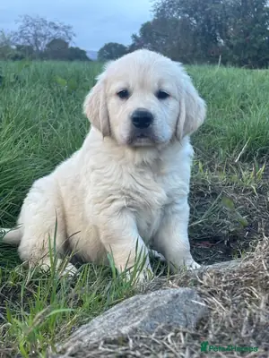 Yeni Ev İçin Güzel Golden Retriever Mevcut