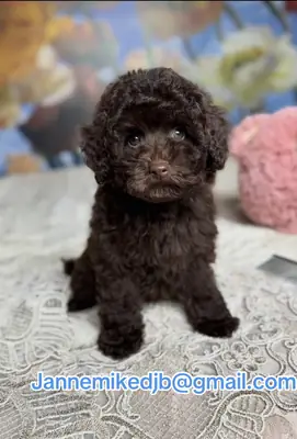 贵宾犬幼犬