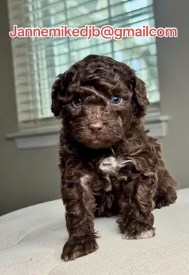 准备好新家的贵宾犬幼犬。