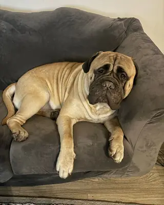 English Mastiff en Venta – Grande y Protector