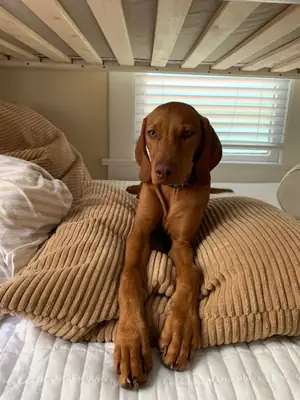 Vizsla à vendre – Énergique et athlétique