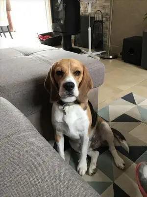 走失的小猎犬——请帮忙！