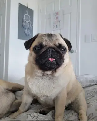 Pug Disponible para Crianza