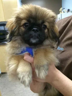 北京犬繁育服务 | 健康公犬