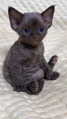 乌拉尔卷毛猫领养 | 性格温顺友善的猫