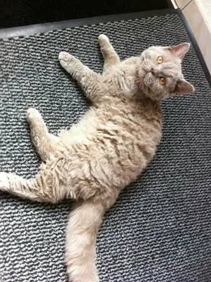 田纳西卷毛猫待领养 | 聪明又善于交际