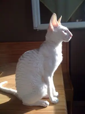 康沃尔雷克斯猫领养 | 活泼友善