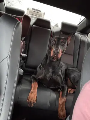 doberman sahiplendirme