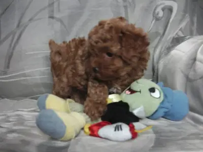 Beau chiot caniche