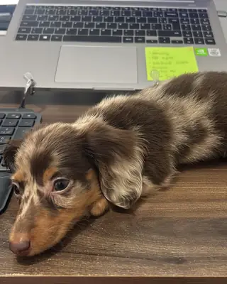 两只可爱的腊肠犬小狗寻找一个家。