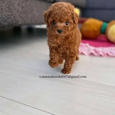 Adorable chiot Toy Poodle (Rouge Brun)  (Veuillez me contacter par e-mail sur les photos)