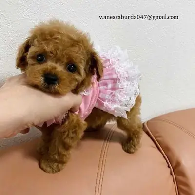 POODLE JUGUETE ALBARICOQUE (Por favor, contáctame por correo electrónico para las fotos)
