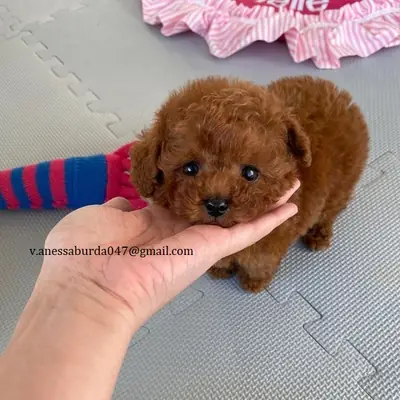 母贵宾犬（请通过电子邮件与我联系，查看照片）