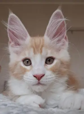 Apollo, Maine Coon cinsi bir erkek kedi olup, 03 22 doğumlu ve EdenLight kedi çiftliğinden (WCF) gelmektedir.