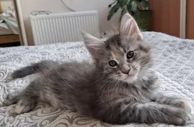 Beatrice, Maine Coon cinsi bir dişi kedidir, renk numarası fs 24, EdenLight kedi çiftliğinden (WCF).