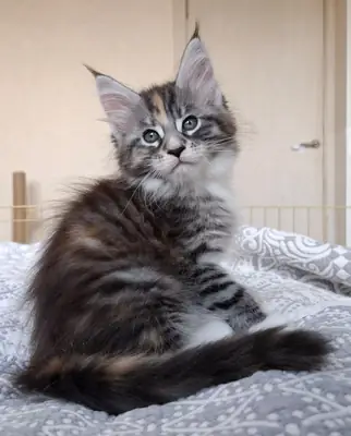 Angelica, nadir renkte bir Maine Coon dişi kedisidir (fs 03 24), EdenLight kedi çiftliğinden (WCF).