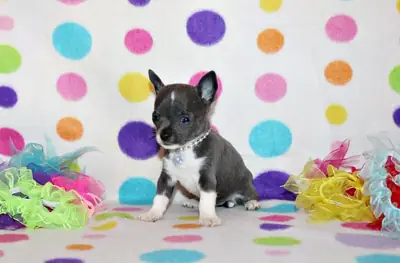Bebés chihuahua cabeza de manzana pequeños