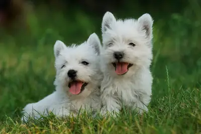 Terrier Blanco de las Tierras Altas