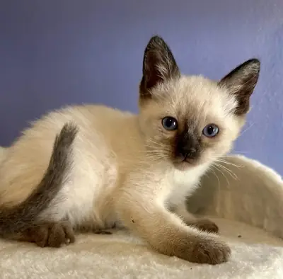 siyam kedi sahiplendirme yapılacak