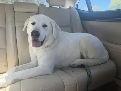 akbaş köpek sahiplendirme yapılacak