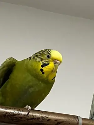 Sağlıklı bir kuşum var, ama artık zamanım yok.