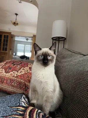 great cat but doesn’t fit my routine anymore